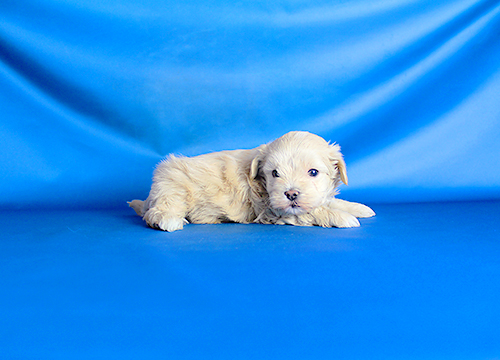 ブリーダー直接販売のミックス犬・マルプー(マルチーズ×プードル)の子犬
