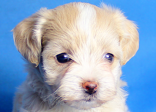 ブリーダー直接販売のミックス犬・マルプー(マルチーズ×プードル)の子犬