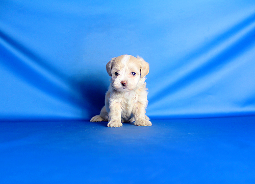 ブリーダー直接販売のミックス犬・マルプー(マルチーズ×プードル)の子犬