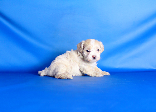ブリーダー直接販売のミックス犬・マルプー(マルチーズ×プードル)の子犬