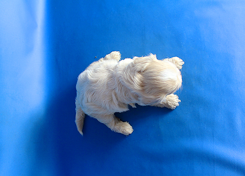 ブリーダー直接販売のミックス犬・マルプー(マルチーズ×プードル)の子犬
