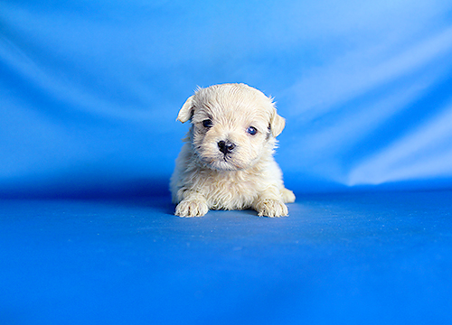 ブリーダー直接販売のミックス犬・マルプー（マルチーズ×プードル）の子犬