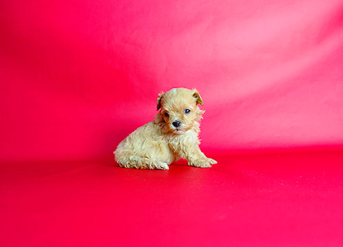 ブリーダー直接販売のミックス犬・マルプー(マルチーズ×プードル)の子犬