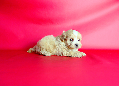 ブリーダー直接販売のミックス犬・マルプー（マルチーズ×プードル）の子犬