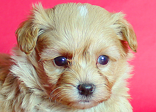 ブリーダー直接販売のミックス犬・マルプー(マルチーズ×プードル)の子犬