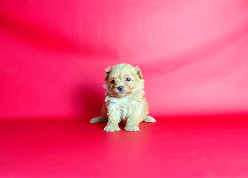 ブリーダー直接販売のミックス犬・マルプー(マルチーズ×プードル)の子犬