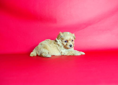 ブリーダー直接販売のミックス犬・マルプー(マルチーズ×プードル)の子犬