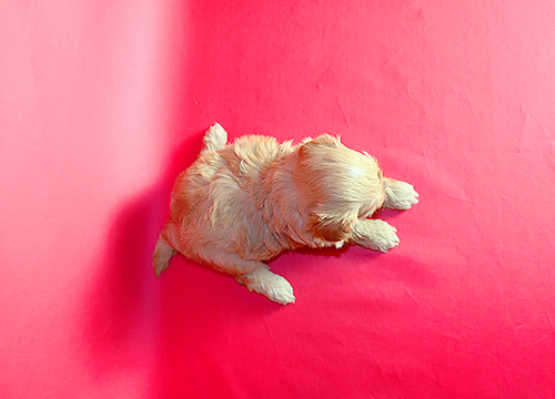 ブリーダー直接販売のミックス犬・マルプー(マルチーズ×プードル)の子犬