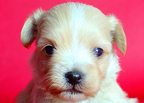 ブリーダー直接販売のミックス犬・マルプー(マルチーズ×プードル)の子犬