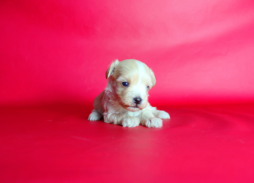 ブリーダー直接販売のミックス犬・マルプー(マルチーズ×プードル)の子犬
