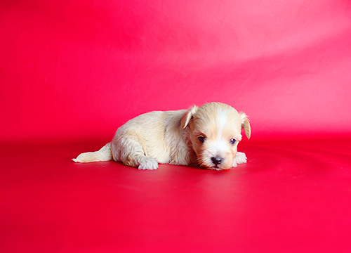 ブリーダー直接販売のミックス犬・マルプー(マルチーズ×プードル)の子犬
