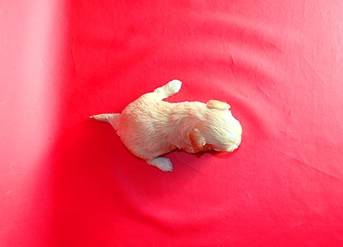 ブリーダー直接販売のミックス犬・マルプー(マルチーズ×プードル)の子犬