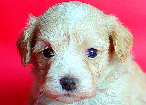 ブリーダー直接販売のミックス犬・マルプー(マルチーズ×プードル)の子犬