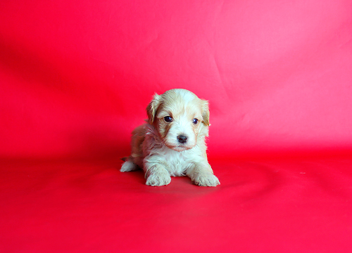 ブリーダー直接販売のミックス犬・マルプー(マルチーズ×プードル)の子犬