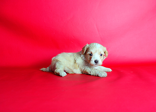 ブリーダー直接販売のミックス犬・マルプー(マルチーズ×プードル)の子犬