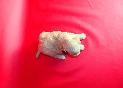 ブリーダー直接販売のミックス犬・マルプー(マルチーズ×プードル)の子犬