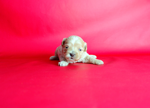 ブリーダー直接販売のミックス犬・マルプー(マルチーズ×プードル)の子犬