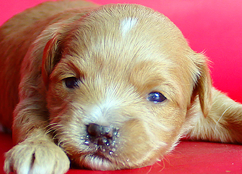 ブリーダー直接販売のミックス犬・マルプー(マルチーズ×プードル)の子犬