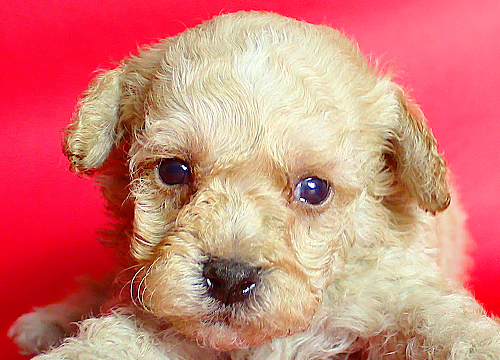 ブリーダー直接販売のミックス犬・マルプー(マルチーズ×プードル)の子犬