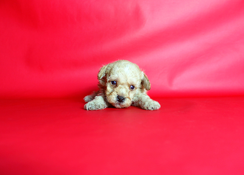 ブリーダー直接販売のミックス犬・マルプー(マルチーズ×プードル)の子犬