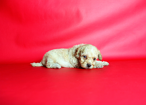 ブリーダー直接販売のミックス犬・マルプー(マルチーズ×プードル)の子犬