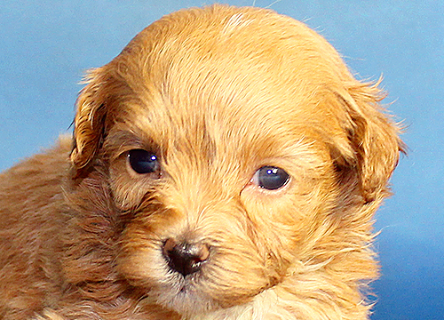 ブリーダー直接販売のミックス犬・マルプー(マルチーズ×プードル)の子犬