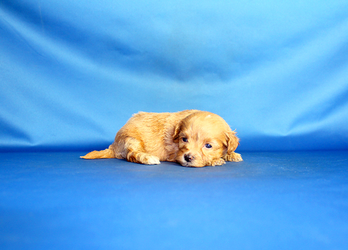 ブリーダー直接販売のミックス犬・マルプー(マルチーズ×プードル)の子犬