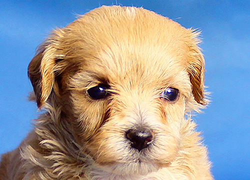 ブリーダー直接販売のミックス犬・マルプー(マルチーズ×プードル)の子犬