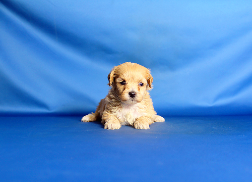 ブリーダー直接販売のミックス犬・マルプー(マルチーズ×プードル)の子犬