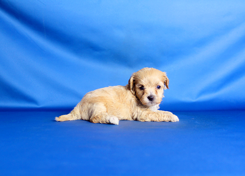 ブリーダー直接販売のミックス犬・マルプー(マルチーズ×プードル)の子犬