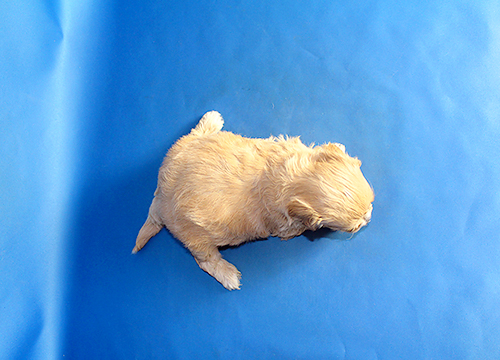 ブリーダー直接販売のミックス犬・マルプー(マルチーズ×プードル)の子犬
