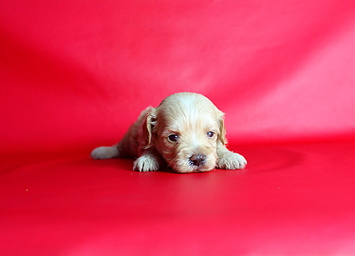 ブリーダー直接販売のミックス犬・マルプー（マルチーズ×プードル）の子犬