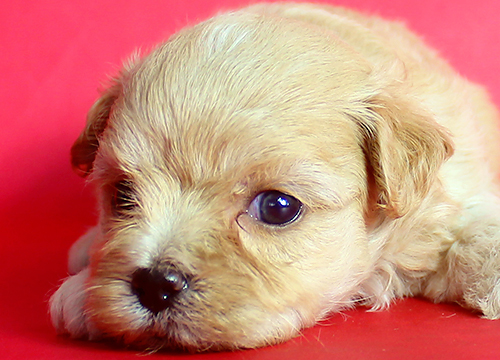 ブリーダー直接販売のミックス犬・マルプー(マルチーズ×プードル)の子犬