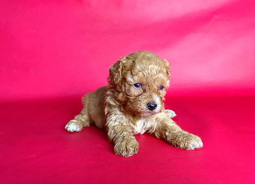 ブリーダー直接販売のミックス犬・マルプー(マルチーズ×プードル)の子犬