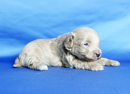 ブリーダー直接販売のトイ・プードルの子犬の