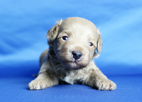 ブリーダー直接販売のトイ・プードルの子犬の