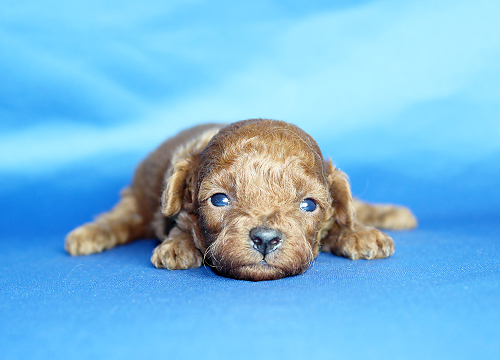 ブリーダー直接販売のトイ・プードルの子犬の