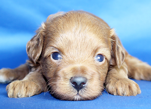 ブリーダー直接販売のトイ・プードルの子犬の