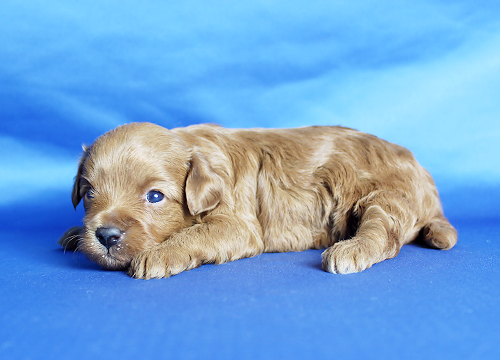 ブリーダー直接販売のトイ・プードルの子犬の