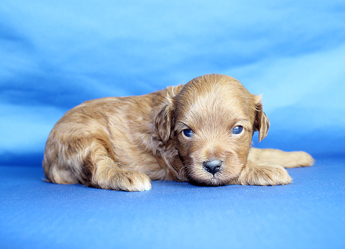 ブリーダー直接販売のトイ・プードルの子犬の