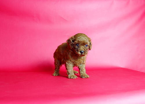 ブリーダー直接販売のトイ・プードル(ティーカッププードル)の子犬の