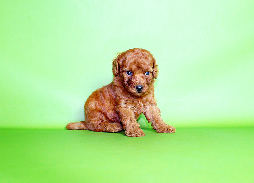 ブリーダー直接販売のトイ・プードルの子犬の