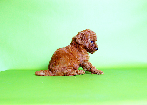 ブリーダー直接販売のトイ・プードルの子犬の