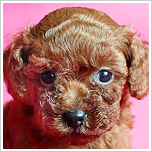 ブリーダー直接販売のトイ・プードル（ティーカッププードル）の子犬