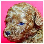 ブリーダー直接販売のトイ・プードルの子犬
