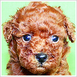 ブリーダー直接販売のトイ・プードルの子犬