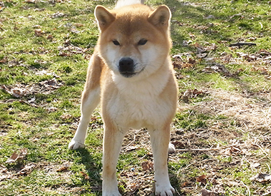 柴犬の父親犬