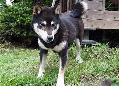 柴犬の母親犬