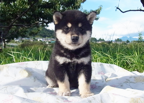 柴犬