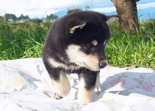 柴犬